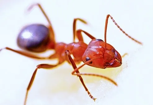 How do ants go home? Is there a way to get rid of it?