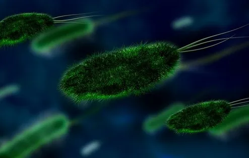 Getting to know 6 bacteria in the water pipe 