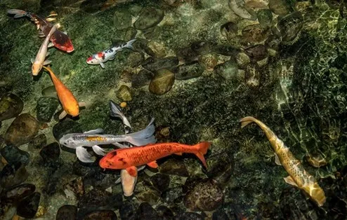 Build a fish pond Leakage problem, what should I do?