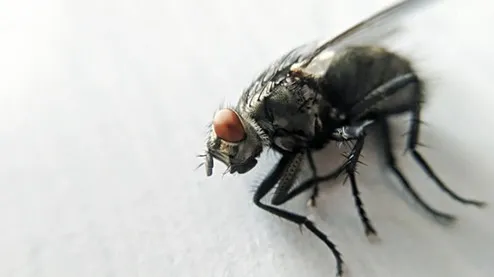 A simple and effective way to eliminate house flies. Sure!