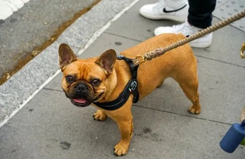 Dog control law What is to prevent wrongdoing?