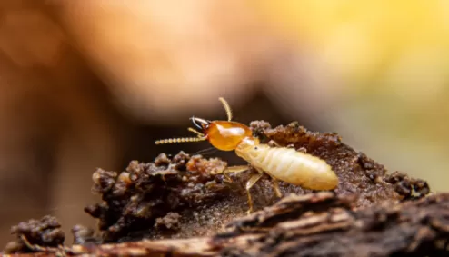 11-ways-to-get-rid-of-termites 