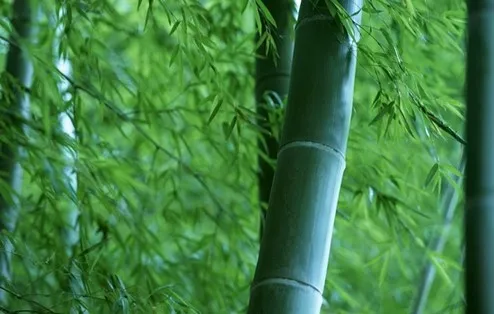 How to choose bamboo? To be suitable for building use