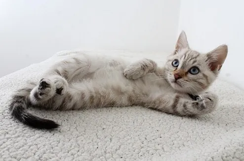 The smell of pee, the smell of pee. 