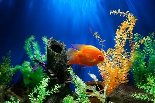 Where should the fish tank be placed in the house?