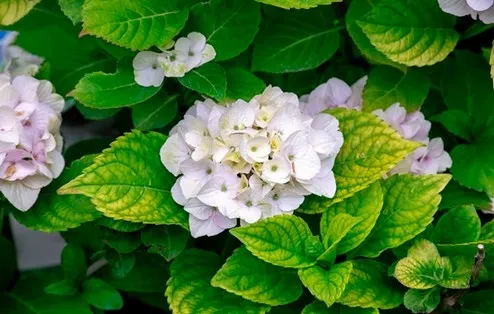 7 winter planting flowers, beautiful and bright houses