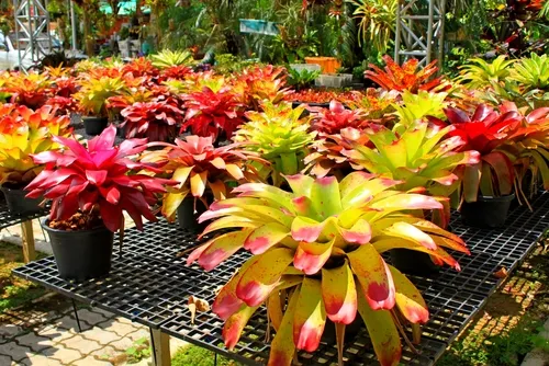 ต้นสับปะรดสี