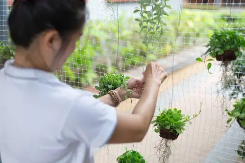 เลือกวัสดุเพื่อจัดสวนแนวตั้ง