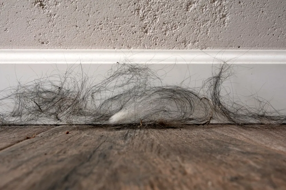 บัวพื้นปกป้องผนังจากสิ่งสกปรก