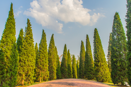 ต้นสนมังกร