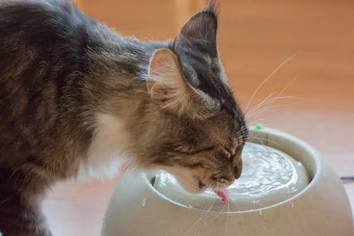 น้ำพุแมว