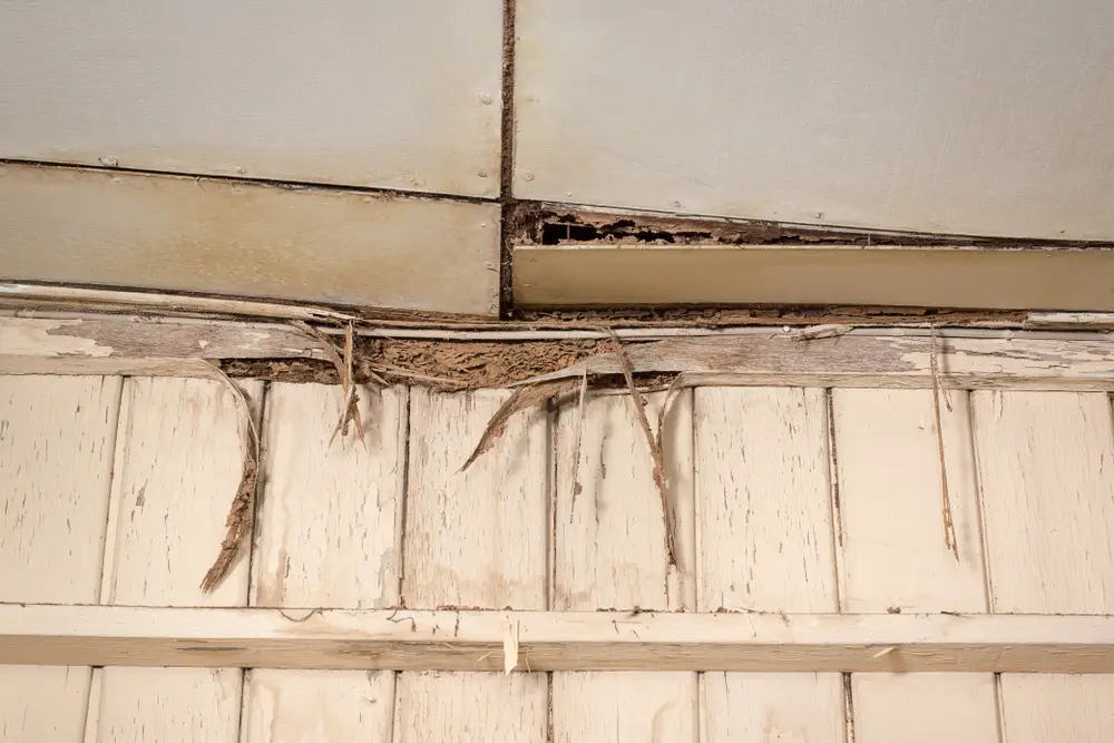 ฝ้าเพดานเสียหายจากปลวก