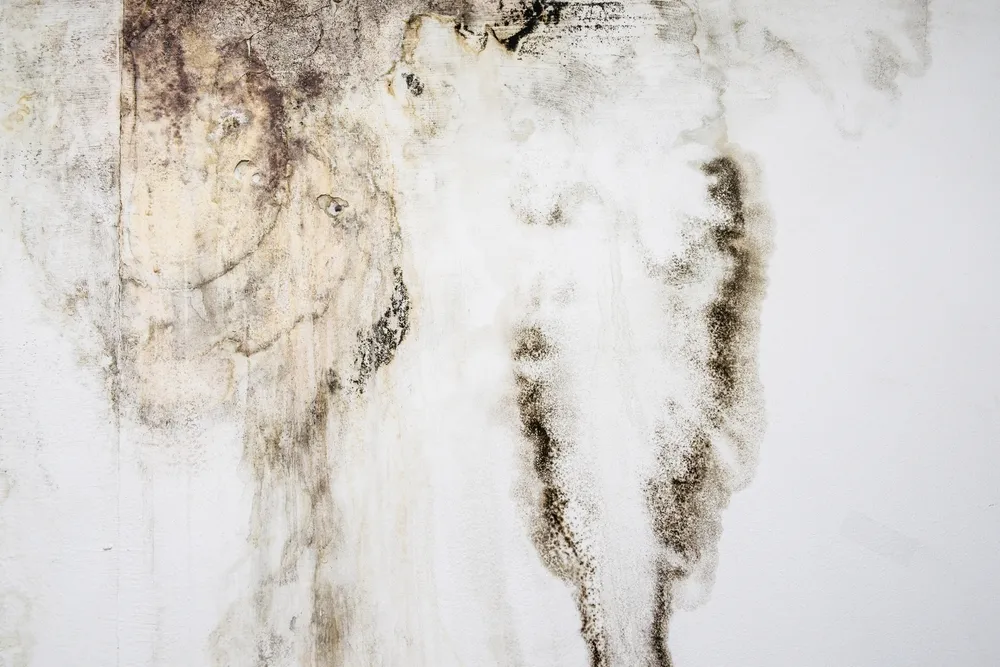 เชื้อราบนผนังทาสี